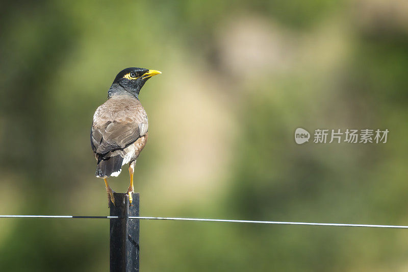 印度米娜鸟（Acridotheres tristis）